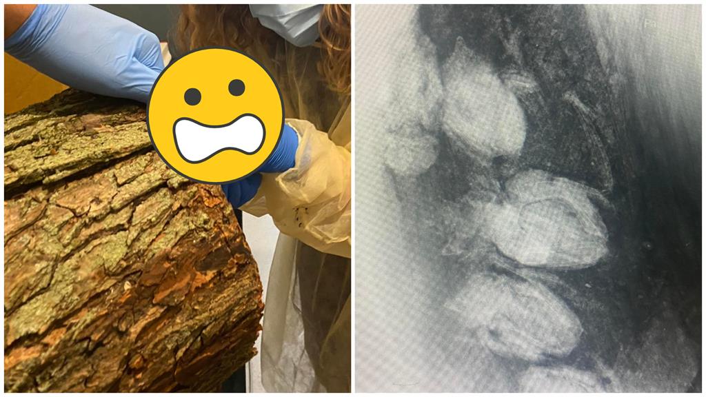 工人鋸樹突傳出叫聲 專家X光一照傻眼了