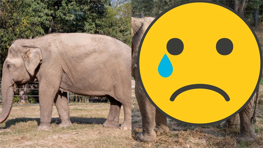 別再騎了!母象載客25年「脊椎全變形」對比照曝