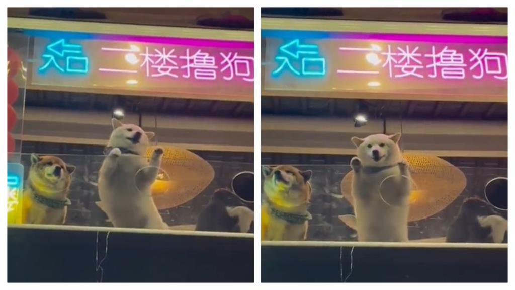 衝業績豁出去?白柴站櫥窗「扭屁屁招客」網融化