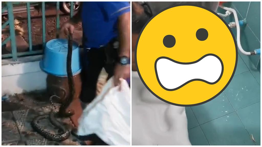 5公尺巨蟒卡死馬桶管線 捕蛇人大動作使出1招