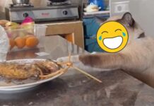 貓咪偷吃餐桌美食!露出「1眼神」主人秒投降