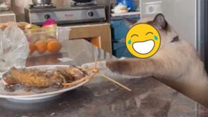 貓咪偷吃餐桌美食！露出「1眼神」主人秒投降