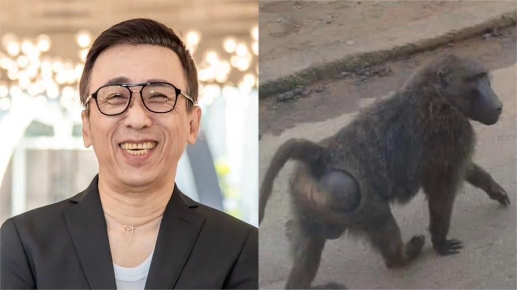 不捨!苦苓撰「520字祭狒狒文」引千網淚崩