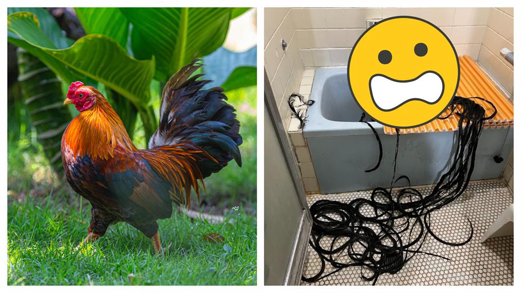 寵物雞「毛太長」如貞子!驚人身分竟是國寶動物