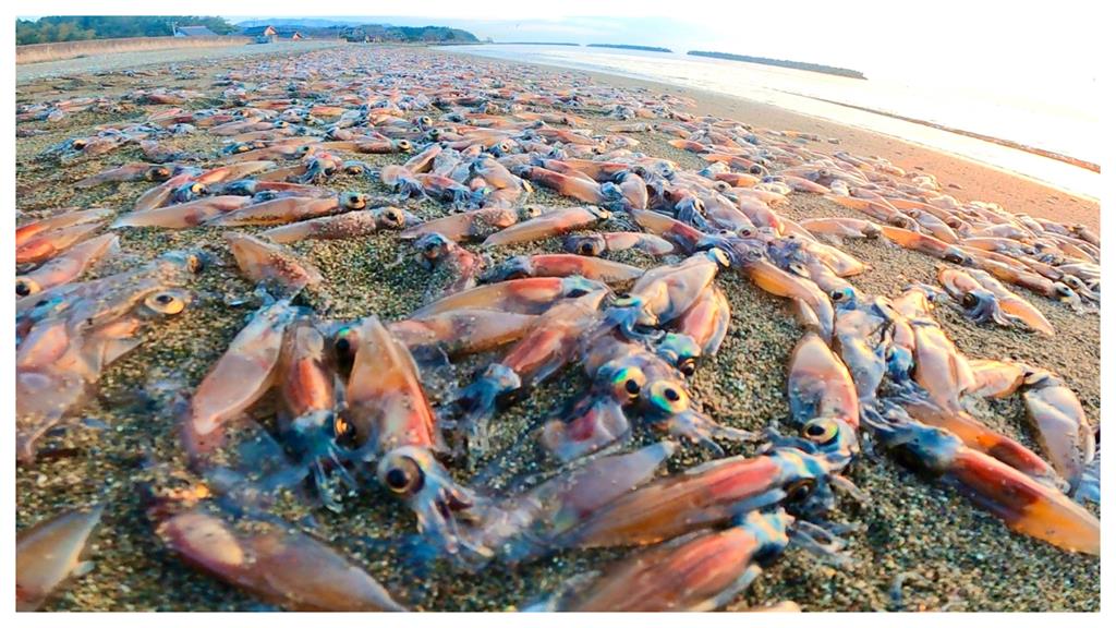 日海灘驚見「烏賊集體擱淺」異象!網驚:大地震前兆?