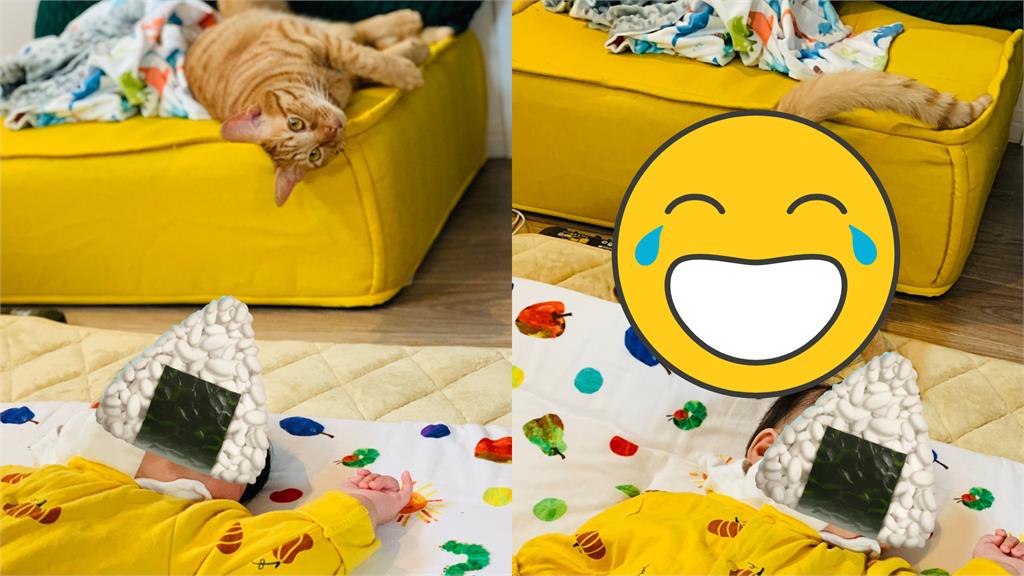 橘貓偷伸手摸寶寶!下秒倒頭栽慘摔「貓腿大開」