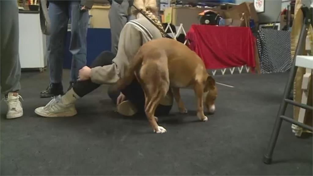 了解自家毛孩多聰明 參加「動物行為課」開眼界