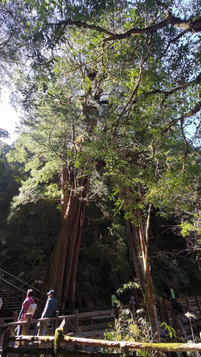 拉拉山國家森林遊樂區4/18開園　9月底前門票享半價優惠