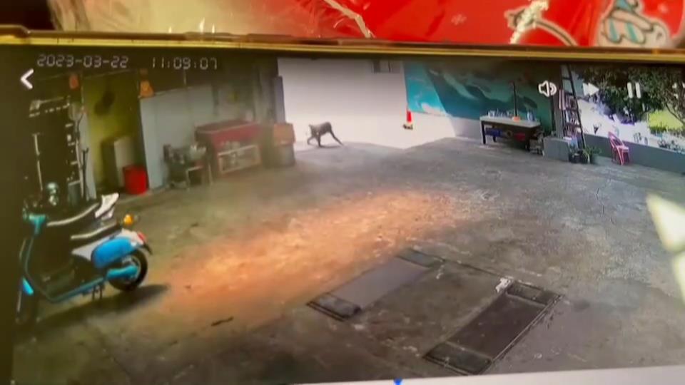 【有片】狒狒逃走中!疑往新屋移動 桃園男兩周前目擊被笑「喝醉」 狒狒狒狒