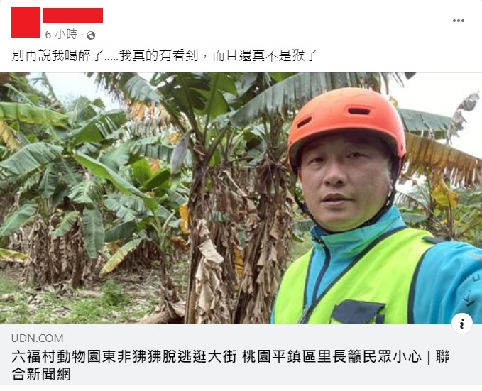 【有片】狒狒逃走中!疑往新屋移動 桃園男兩周前目擊被笑「喝醉」 狒狒臉書