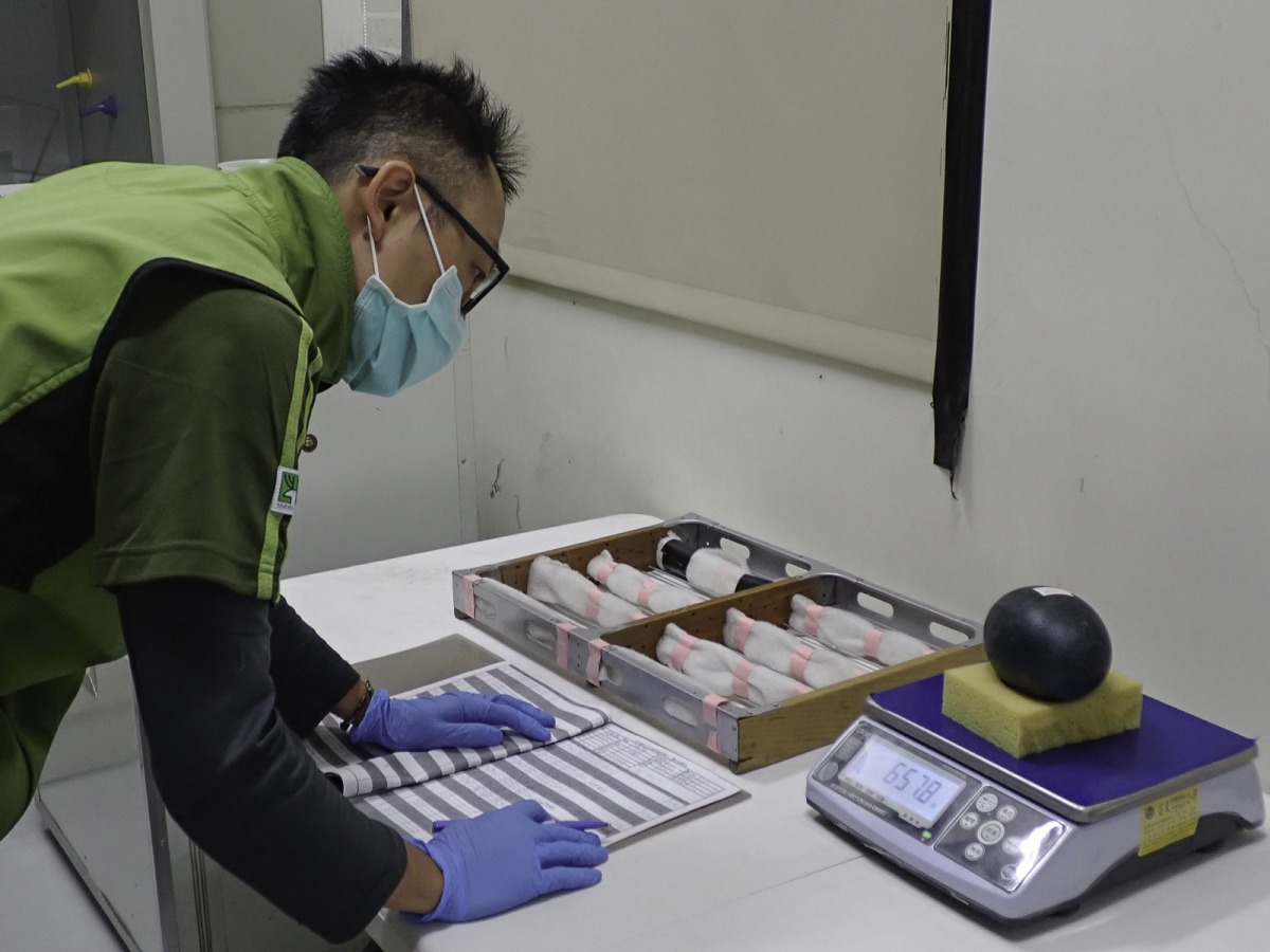 鴯鶓蛋外殼相當厚且不透光，無法用照蛋的方式確認胚胎的發育狀況，孵化室保育員只能