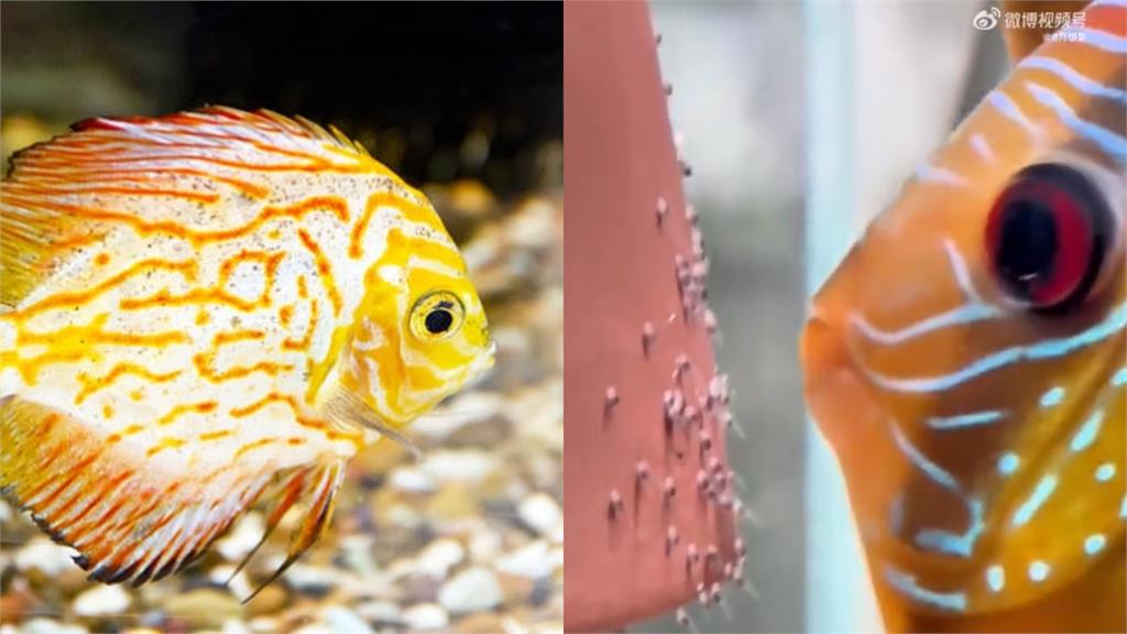 魚寶寶慘被吸入嘴!魚媽媽「1動作」結局神反轉