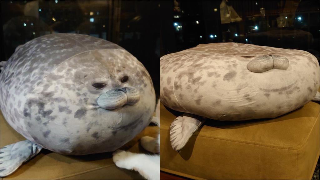 圓滾滾海豹被壓扁!兇手竟是「喵星人」