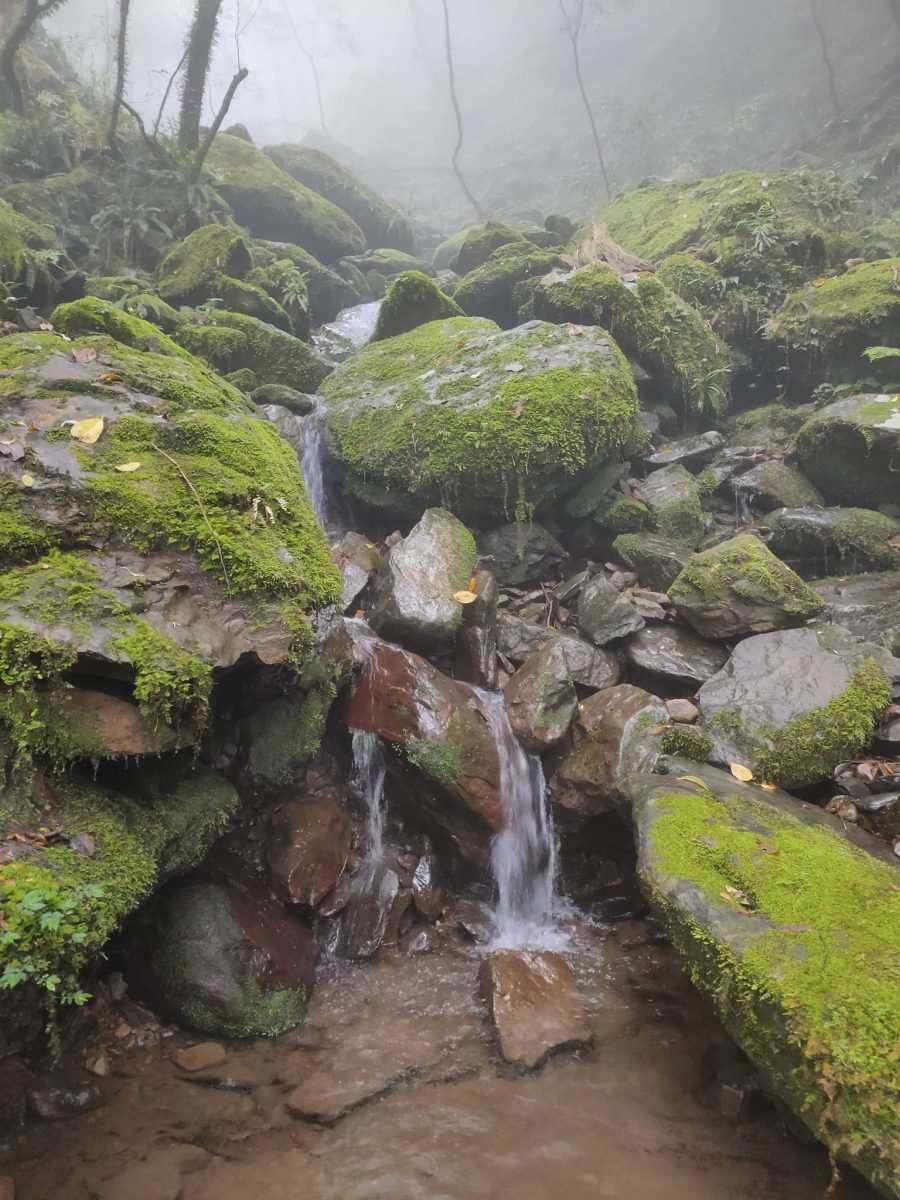 【桃園文選】探索北插天山 欣賞山毛櫸之美 16 1 scaled