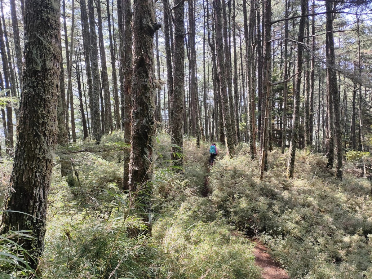 【桃園文選】屏風山的高冷與溫柔 16