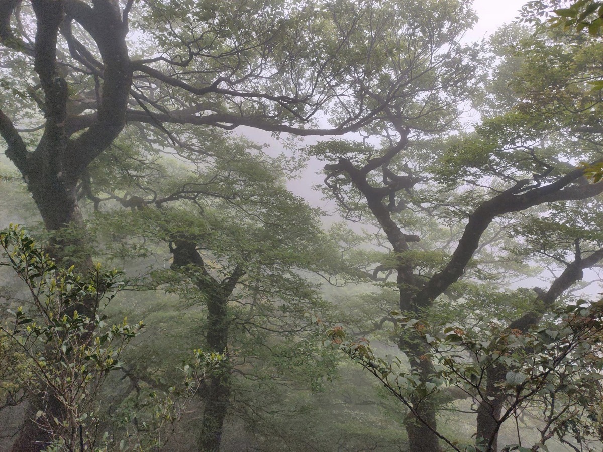 【桃園文選】探索北插天山 欣賞山毛櫸之美 23