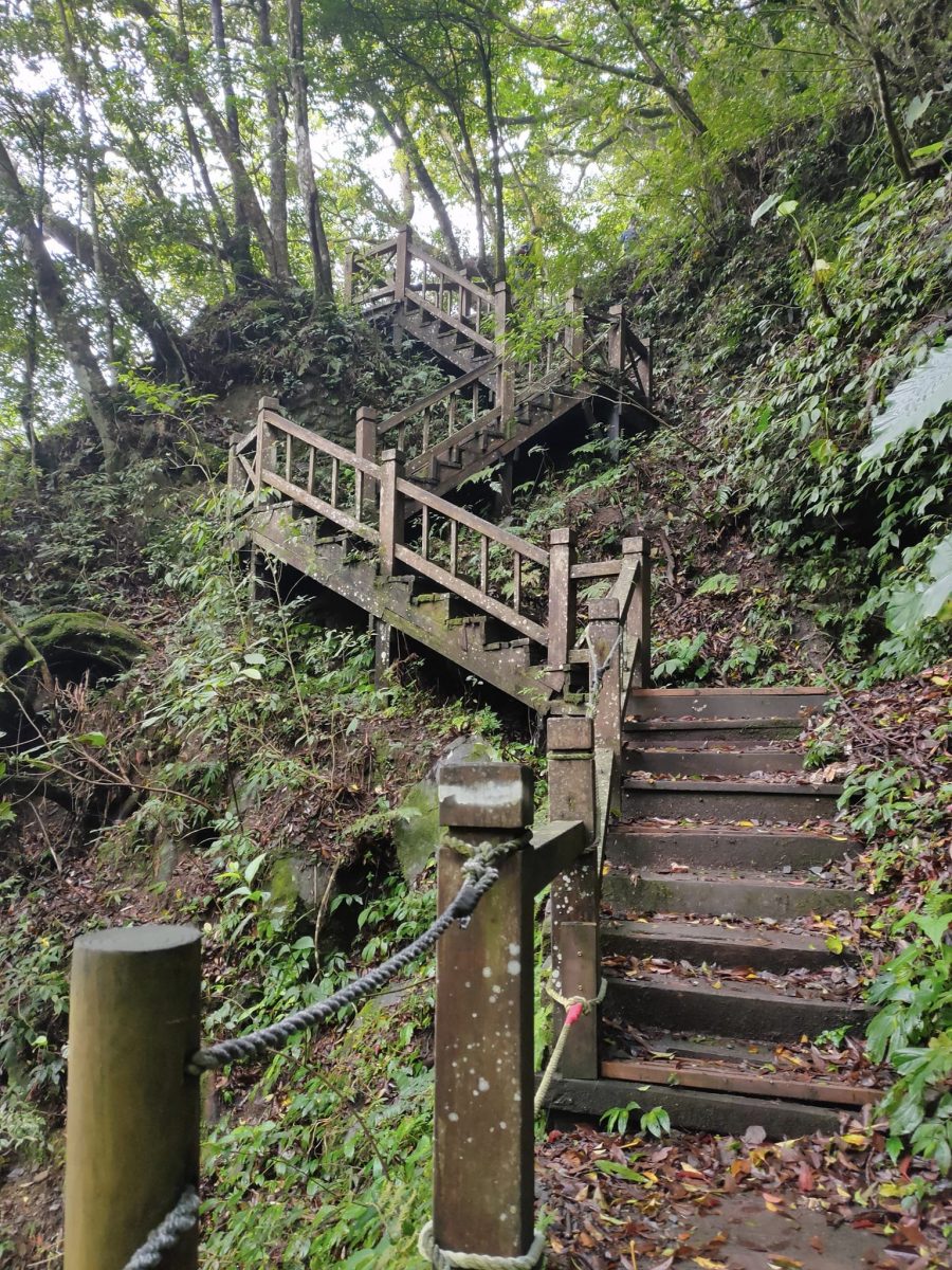 【桃園文選】探索北插天山 欣賞山毛櫸之美 29 scaled