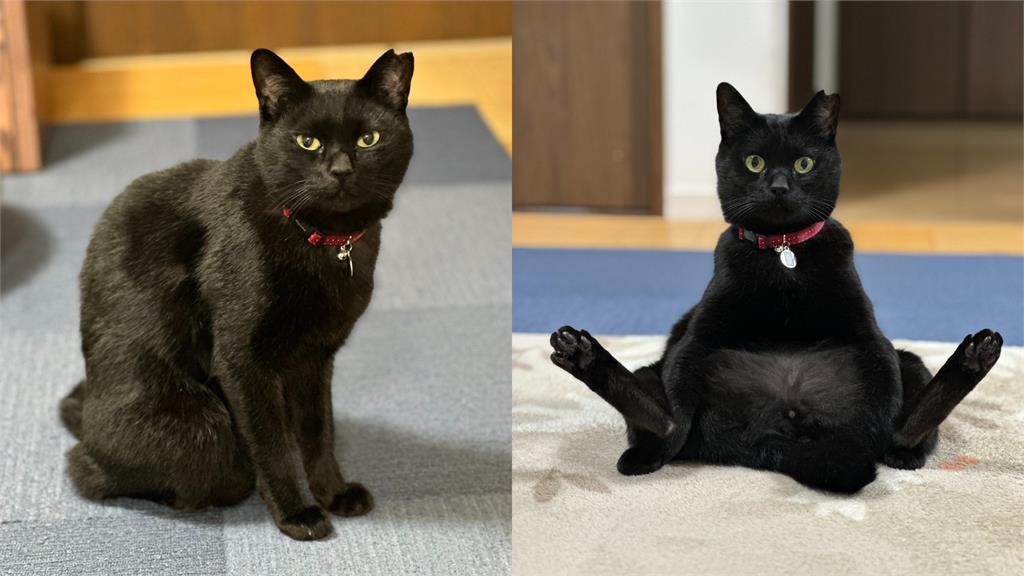 黑貓「雙腿開開」坐地!小肥肚全露網笑:好像大叔