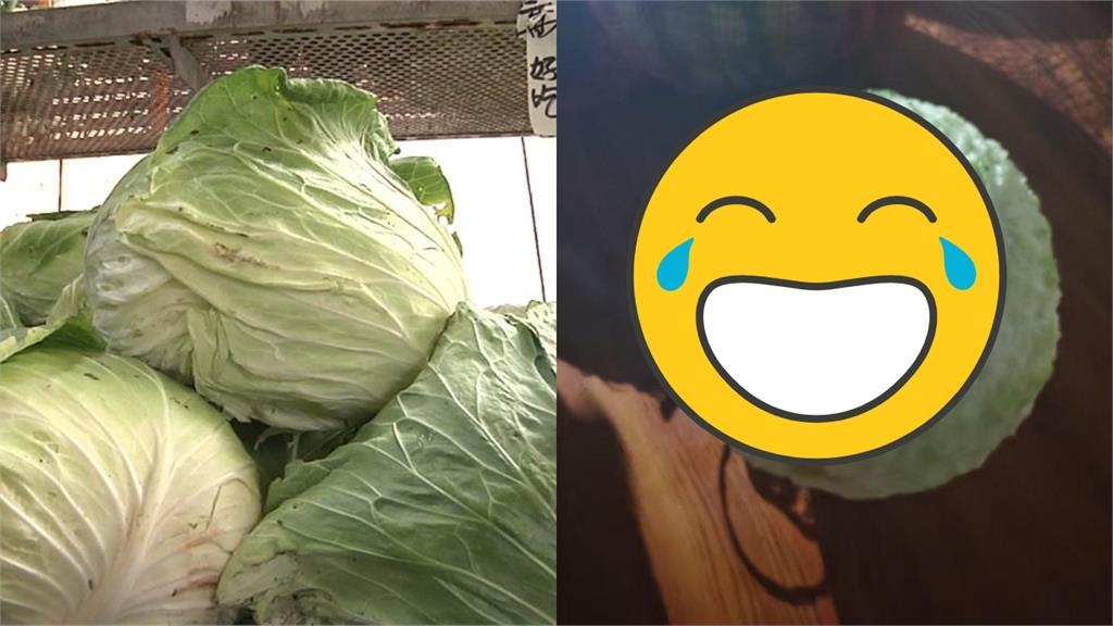 家中西瓜突消失「變不明高麗菜」!超瞎真相曝光