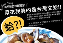 新發現!市售養殖文蛤是台灣原生種 國際命名「台灣文蛤」