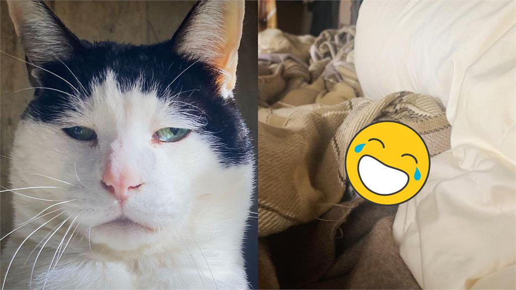 這貓表情太厭世!死守被窩臭臉逼哭社畜:是我
