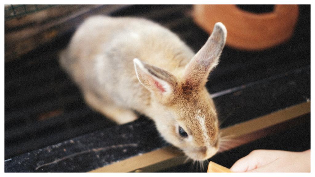 美國警錄取兔子給牠這職位 超萌照融化全網!