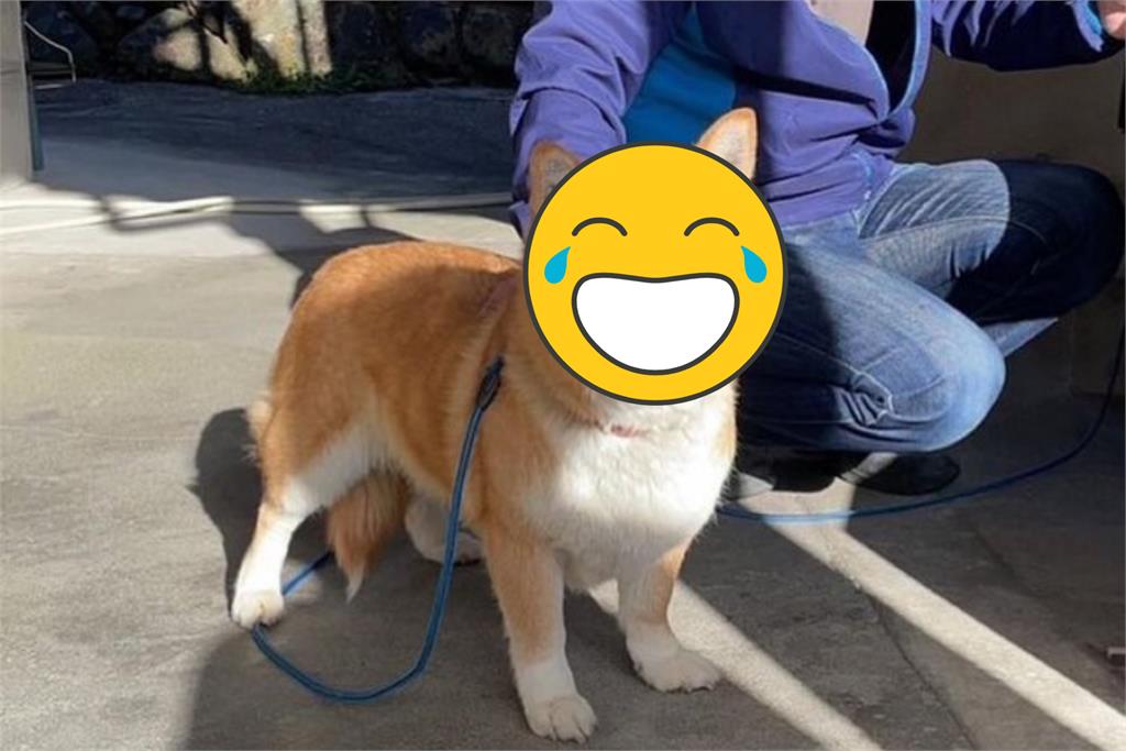 日飼主曬混血狗狗 網全問號:是柴犬還是柯基?