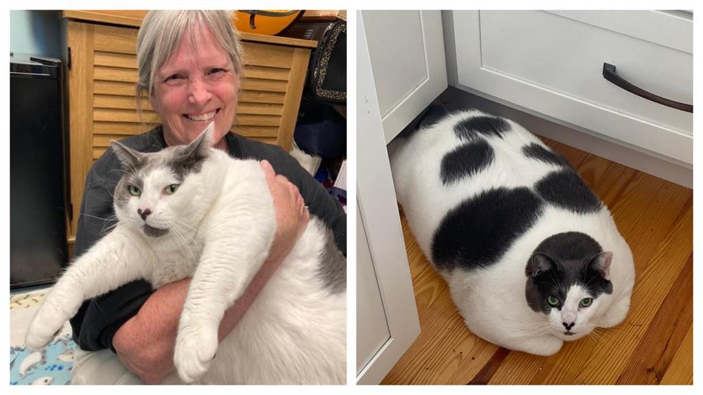 18KG巨貓肥肚溢出暴紅!飼主暖喊:陪牠一起瘦