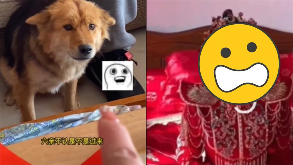 新娘化妝前後判若兩人?愛犬「認不出」嚇到發抖