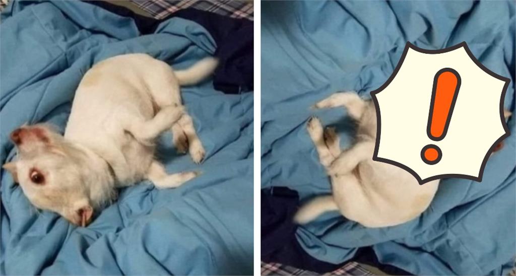 推特瘋傳「羊豬四不像」謎樣生物!真相反轉超暖心