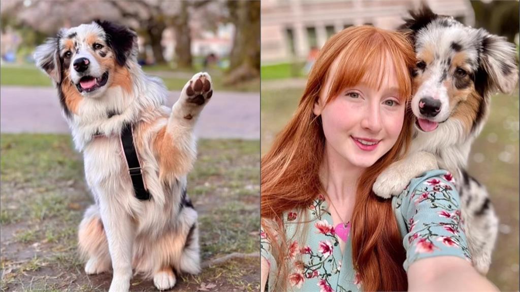 澳洲牧羊犬賞櫻「麻豆魂上身」!專業擺拍吸網朝聖