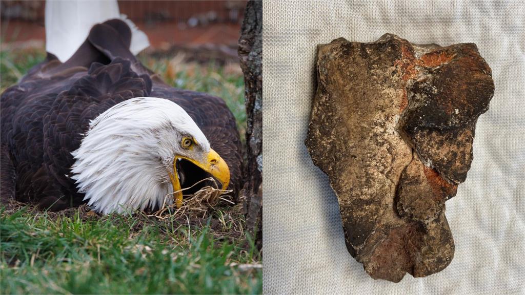 公大鵰懷奶爸夢狂孵石頭!奇蹟蹦出雛鳥感動全網