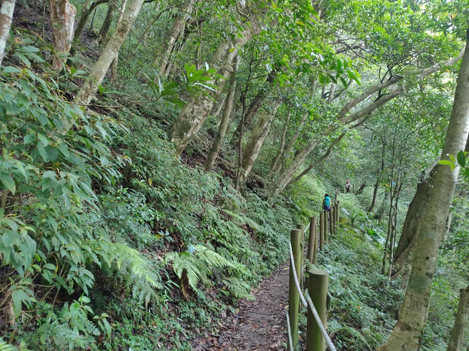 【桃園文選】探索北插天山 欣賞山毛櫸之美 7 4