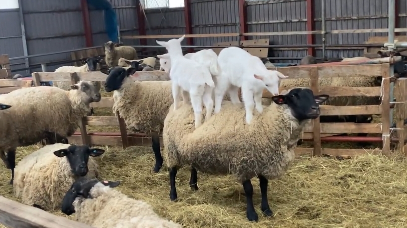 小屁羊背上玩疊疊樂!無辜綿羊「眼神死」無聲抗議