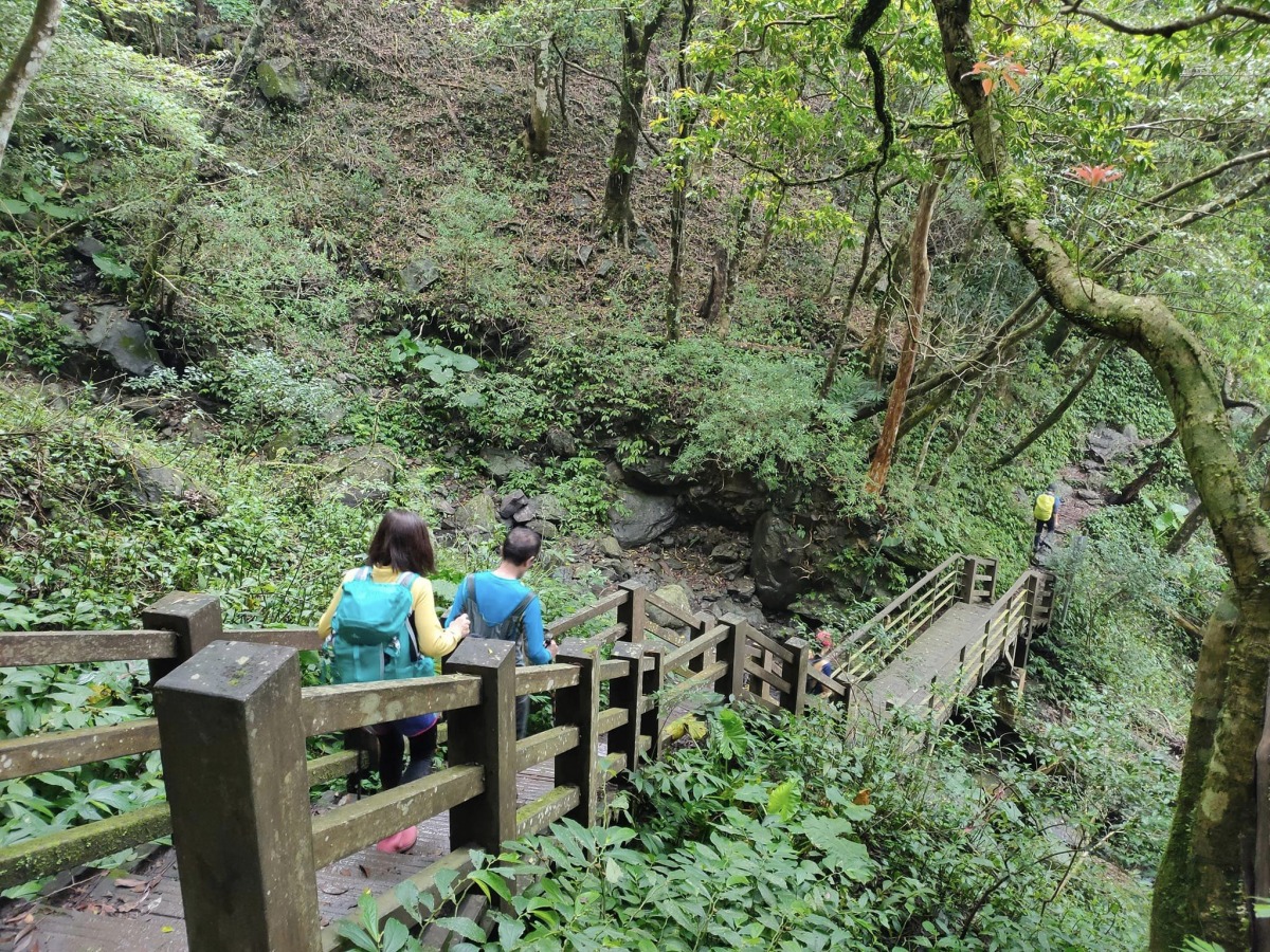 【桃園文選】探索北插天山 欣賞山毛櫸之美 9 1