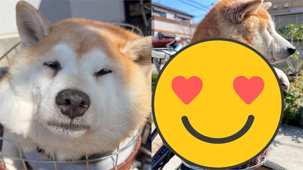 慵懶胖柴去賞花!爽坐車籃炸出「菠蘿麵包」網笑翻