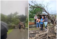 【有片】風太大!中原大學路樹險砸2學生 平鎮9旬翁鐵皮屋被樹壓垮