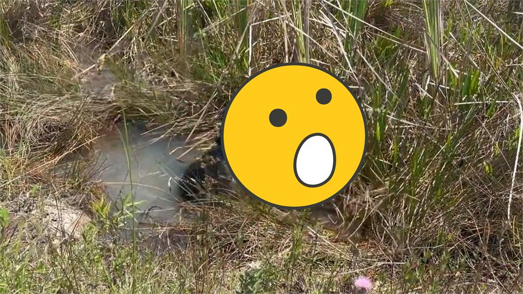 大蟒蛇血戰沼澤巨鱷!超震撼「撕咬狂甩片」網看傻