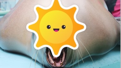 日本水族館海獅量肛溫!表情「太銷魂」網笑翻