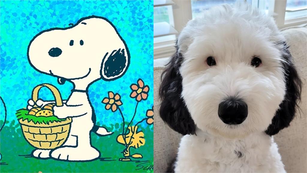 真「狗」版史努比!牧羊貴賓黑白毛色神複製