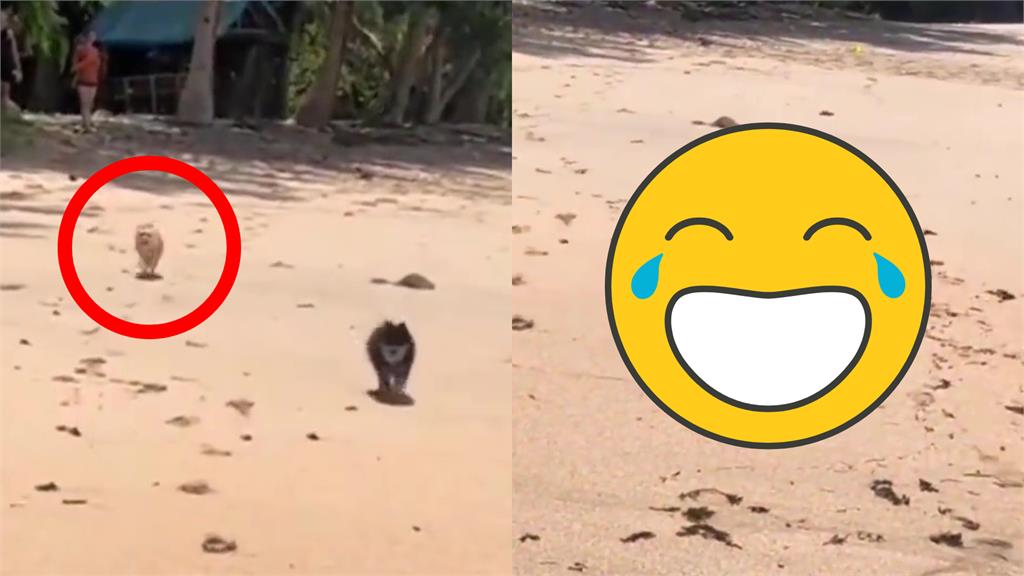 小博美上演狗版甄嬛傳爭寵開撞同伴!網看傻眼:好狠