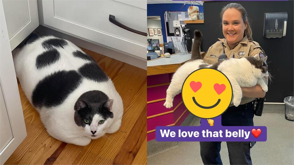 18公斤巨貓體型驚人!雙手一抱「肥肚溢出」