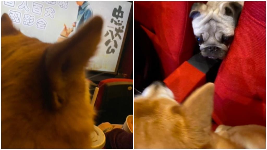 狗狗包場看電影《忠犬八公》!網笑:思想教育?