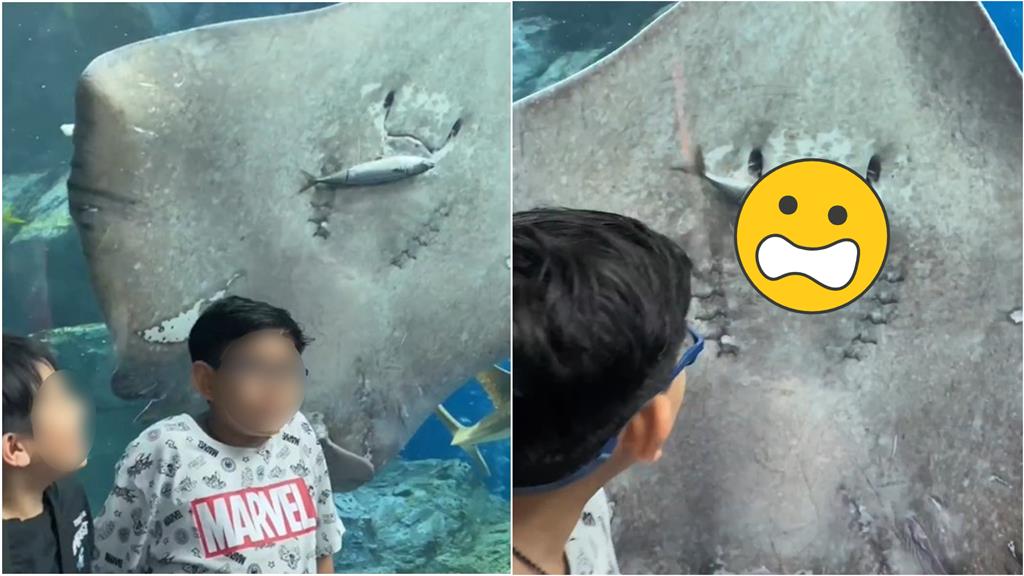 男孩和魟魚合照 轉頭驚見「生魚片吃播」嚇傻