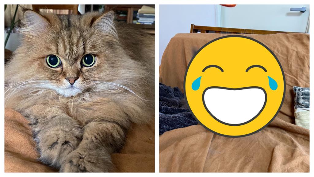 日本漫畫家曬愛貓…下秒反差崩壞照全曝光