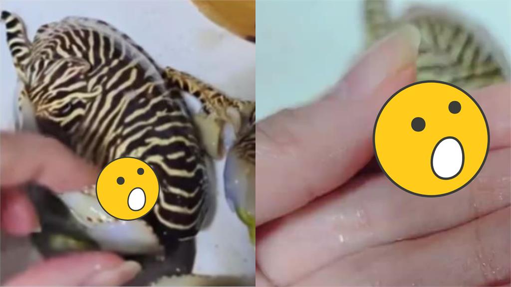 370元網購暗藏「稀世龍珠」!珠寶商秤重秒開天價