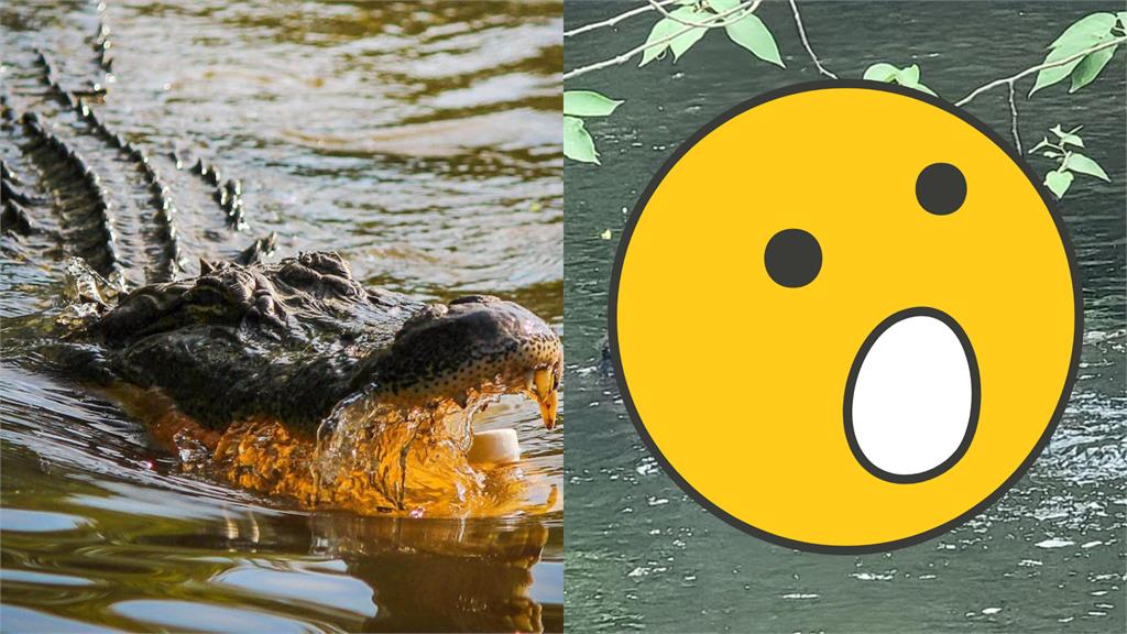 膽大龜爽搭「鱷魚郵輪」!開逛池塘畫面網笑翻