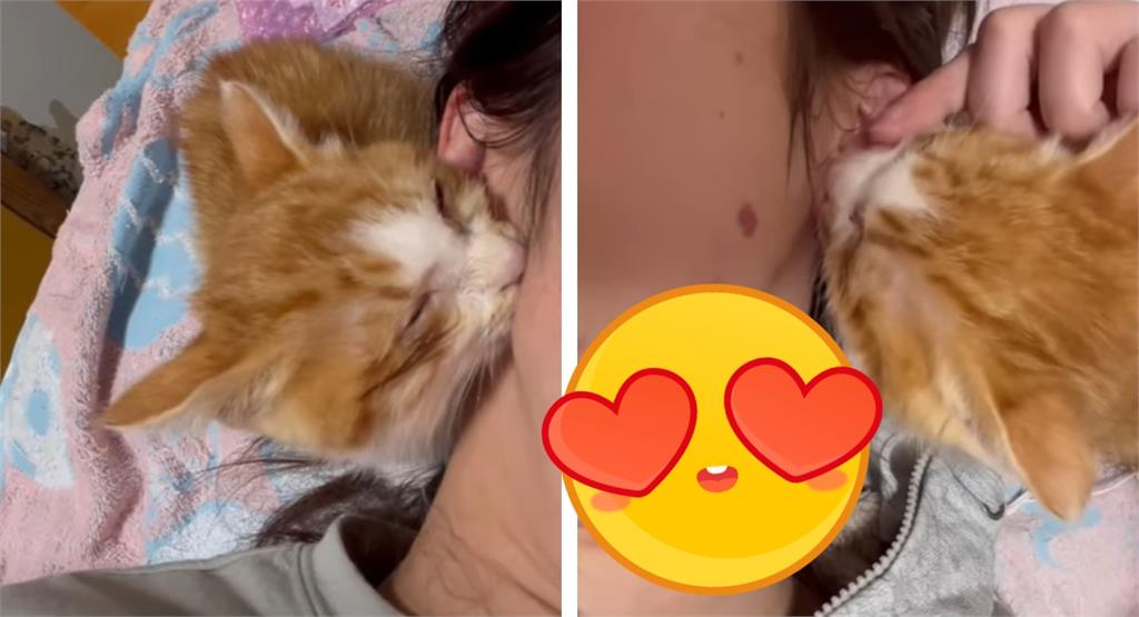 收養浪貓不到1個月!他脖子下巴驚見「草莓田」