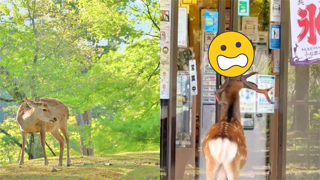 奈良鹿「熟練淡定開門」進餐廳!網嚇:成精了