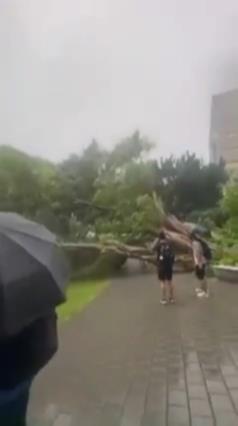 【有片】風太大!中原大學路樹險砸2學生 平鎮9旬翁鐵皮屋被樹壓垮 中原